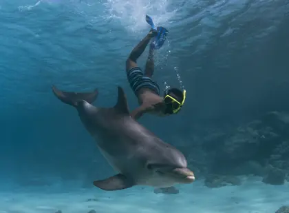 /Dolphin_Snorkel.jpg